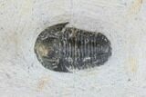 Bargain, Pair Of Gerastos Trilobite Fossils - Morocco #146283-2